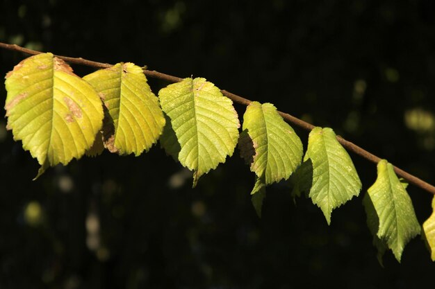 Otoño