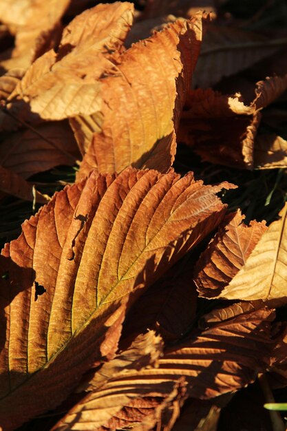 Otoño