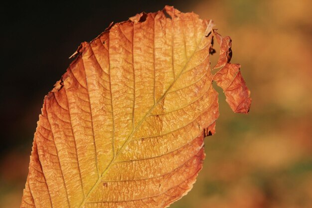 Foto otoño