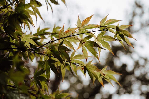 Foto otoño