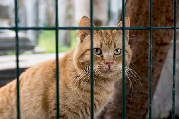 Otro retrato de un gato callejero sin hogar