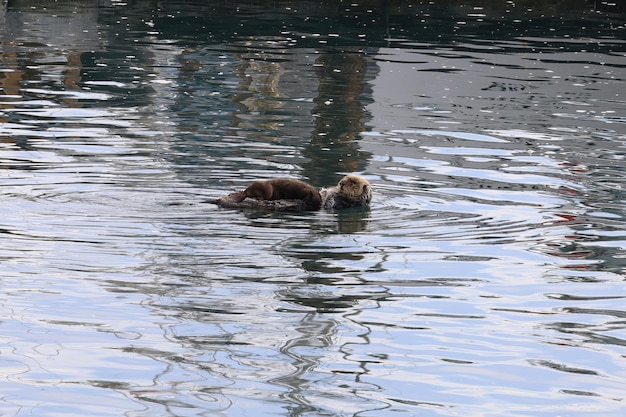 Otter im Ozean