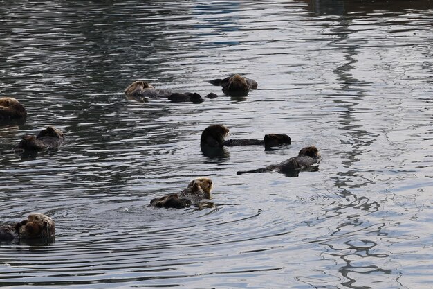 Otter im Ozean