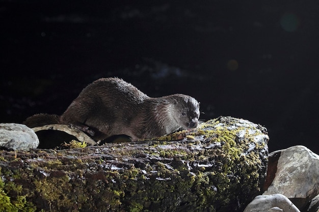 Otter in einem Bergfluss an einem kalten Wintertag in einem Eurosiberianischen Wald