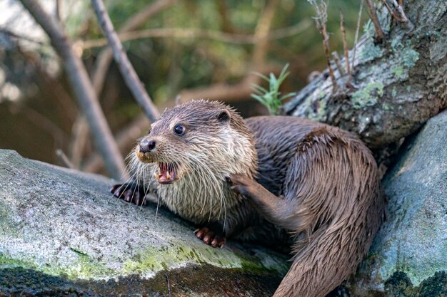 Otter in einem Flussporträt