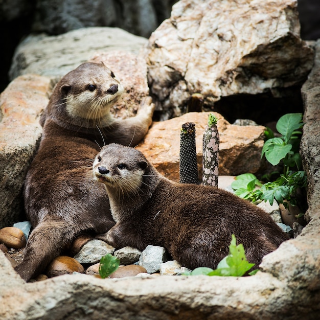 Otter - Lutrogale perspicillata revestido liso - depois de um mergulho em água gelada - Hiperativo