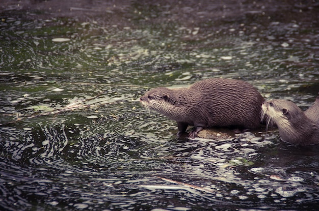 Otter nach Flüssen