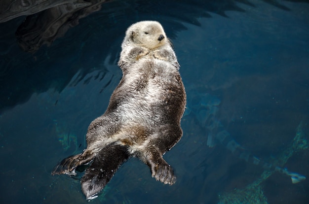 Otter schläft und schwebt auf seinem Rücken