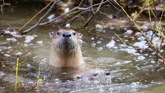 Otter schwimmen in einem Fluss Grand-Teton-Nationalpark