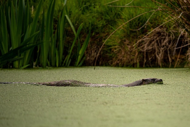 Foto otter schwimmen in grünen algen