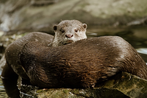 Otter spielen und fressen