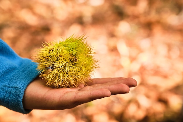 Ouriço de castanha na mão de uma criança com folhas secas da floresta ao fundo fora de foco