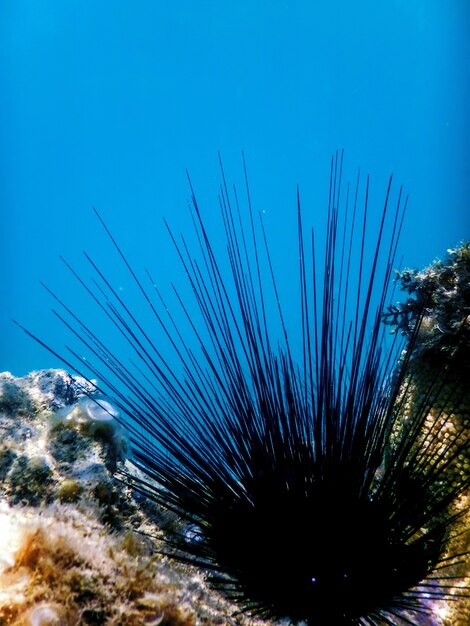 Ouriço-do-mar de espinhos longos comuns, (Diadema antillarum) subaquático, vida marinha