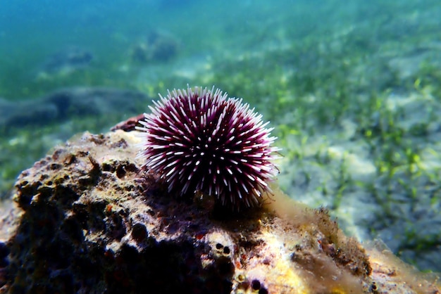 Ouriço-do-mar roxo mediterrâneo subaquático - Sphaerechinus granularis