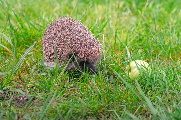 Ouriço fofo com maçã na grama no jardim