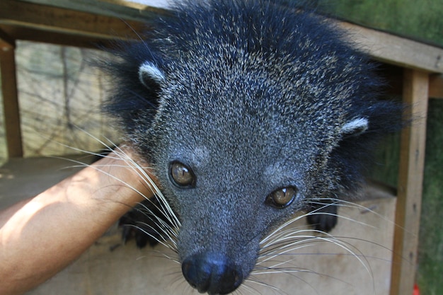 ouriço fofo