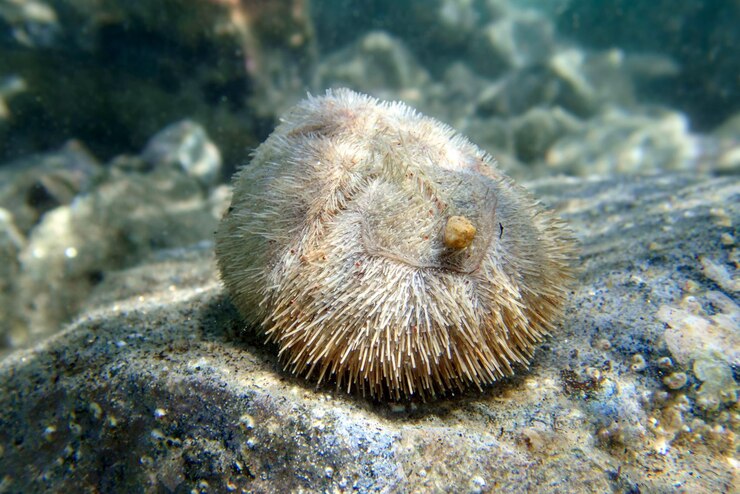 Foto ouriço-marinho de areia echinocardium mediterraneum