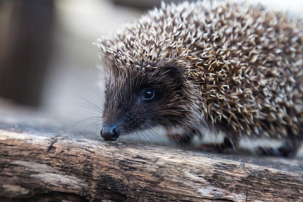 Ouriço selvagem, nativo, europeu no habitat natural da floresta. Nome científico Erinaceus Europaeus. F