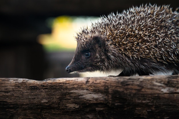 Ouriço selvagem, nativo, europeu no habitat natural da floresta. nome científico erinaceus europaeus. f