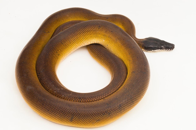 Foto ouro albertisi cobra píton de lábios brancos leiopython albertisi isolada em fundo branco