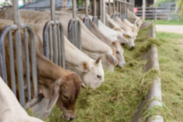 Out of focusBeef Cattle Kuhvieh auf dem Bauernhof Blur-Hintergrund