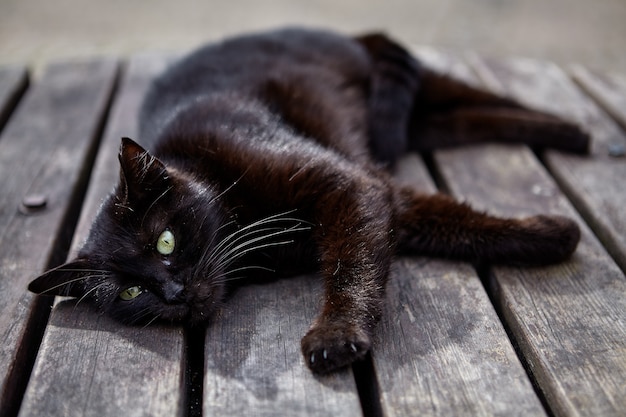 Outbred gato negro callejero descansando sobre la mesa de listones de madera.