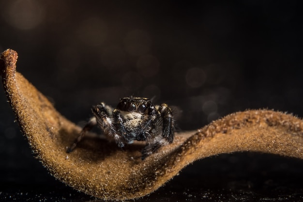 Outdoor-Augen Arachnid Makro Spinne