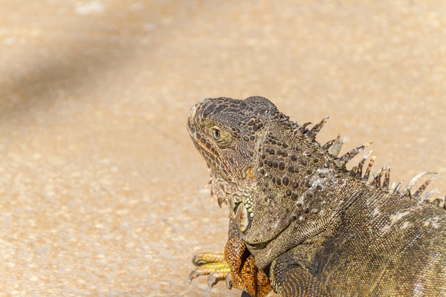 Outdoor-Leguan in Rio de Janeiro Brasilien.