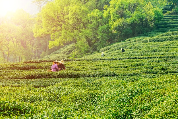 Outdoor-Plantagen Frau Umwelt Saison