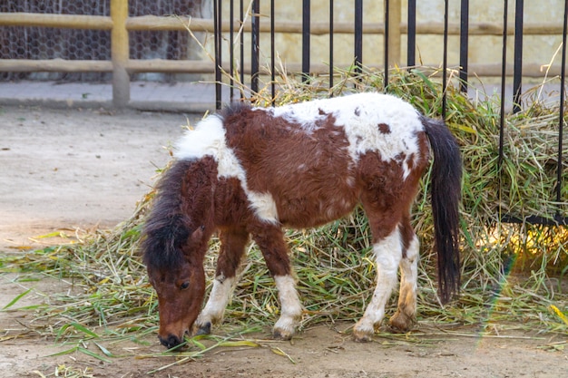 Outdoor-Pony in Rio de Janeiro Brasilien.