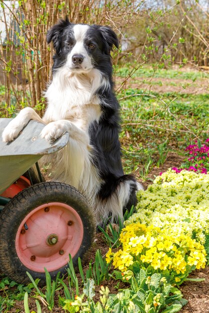 Outdoor-Porträt des süßen Hundes Border Collie mit Schubkarre Gartenwagen im Garten Hintergrund garden