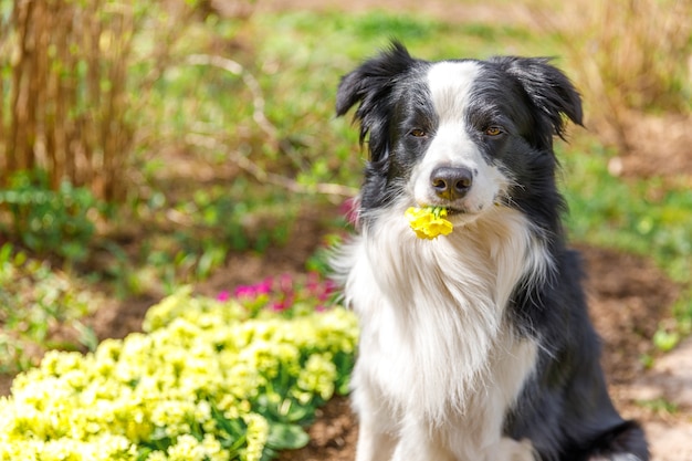 Outdoor-Porträt des süßen Welpen-Border-Collie, der auf Gartenhintergrund sitzt und gelbe Blumen in ...