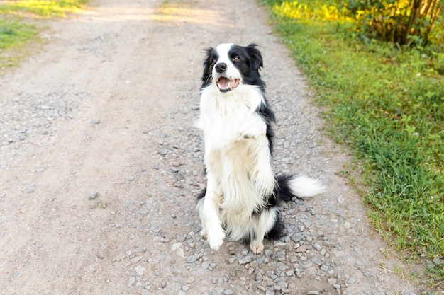 Outdoor-Porträt von niedlichen lächelnden Welpen Border Collie, der auf Belohnung auf Parkhintergrund wartet ...