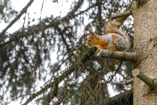 Outdoor-Porträt von niedlichen neugierigen roten grauen Eichhörnchen, die auf einem Ast im Waldhintergrund sitzen sitting