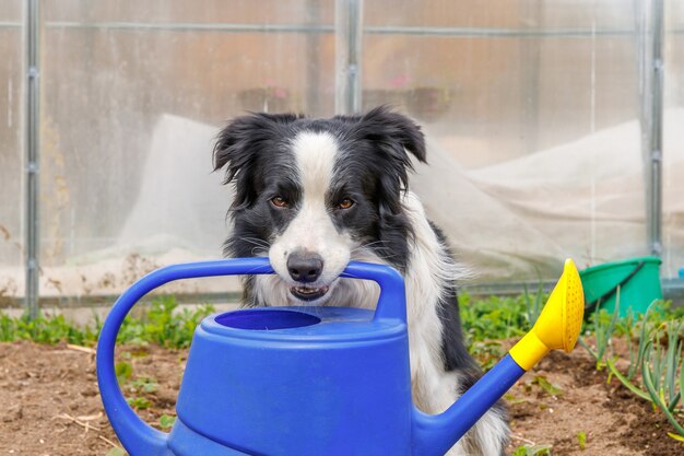 Outdoor süß lächelnder Hund Border Collie mit Gießkanne im Mund in