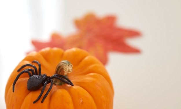 Outono abóboras de halloween em madeira