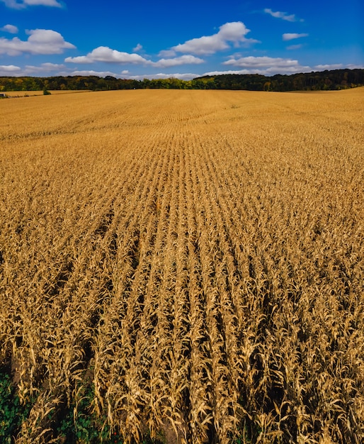 Foto outono aéreo panorâmica zangão campo milho e floresta