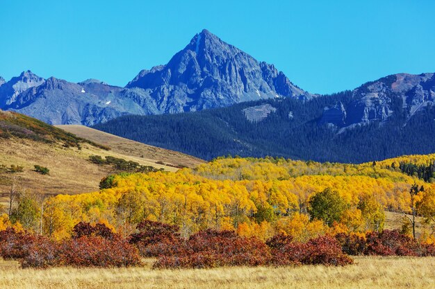 Outono amarelo colorido no colorado, estados unidos. outono.