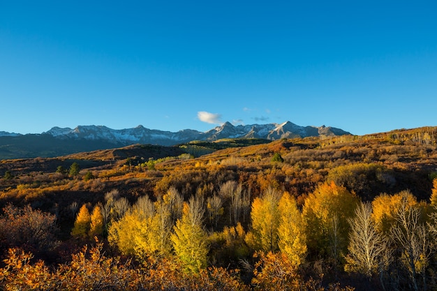 Outono amarelo colorido no Colorado, Estados Unidos. Outono.