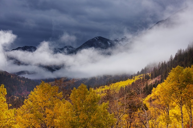 Outono amarelo colorido no colorado, estados unidos.