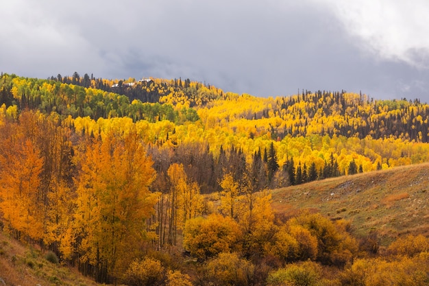 Outono amarelo colorido no Colorado, Estados Unidos.