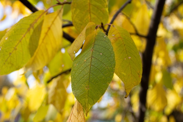 Outono amarelo folhas amarelas. folhas de outono árvores amarelas.