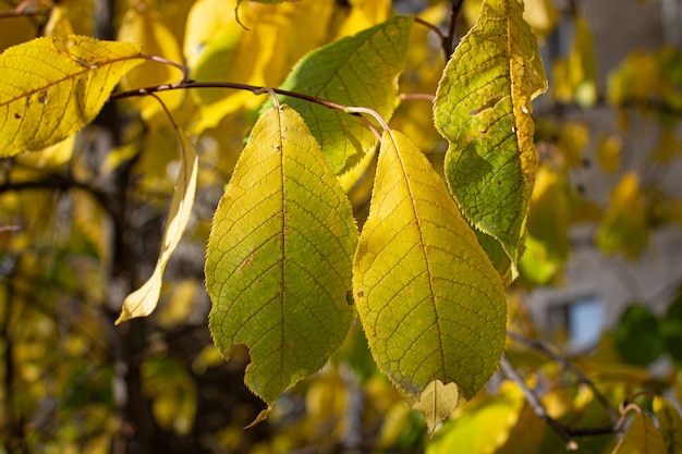 Outono amarelo folhas amarelas. folhas de outono árvores amarelas.