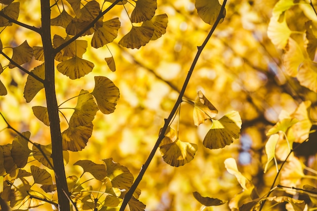 Outono amarelo ginkgo em tóquio