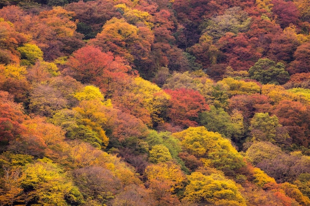 Outono, árvore, em, montanha