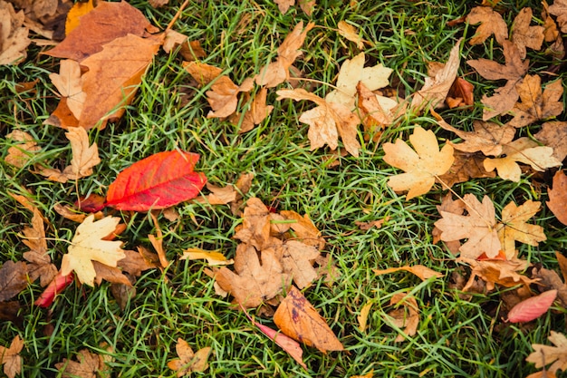 Outono bonito ao ar livre natureza de fundo de folhas de bordo vermelho e folhas secas caído para o greensward