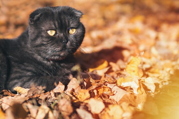 Outono bonito gato preto no jardim