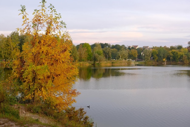 Outono cai no parque com folhas amarelas, árvores e lago