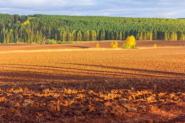 Foto outono campo arado com árvores de folhagem colorida