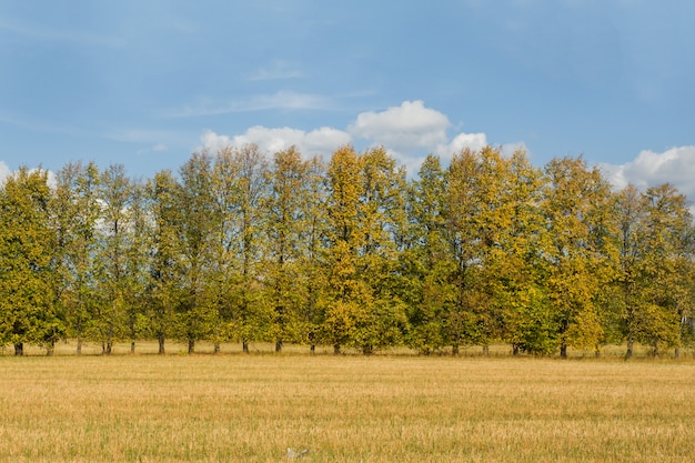 Outono campo com árvores, céu com nuvens